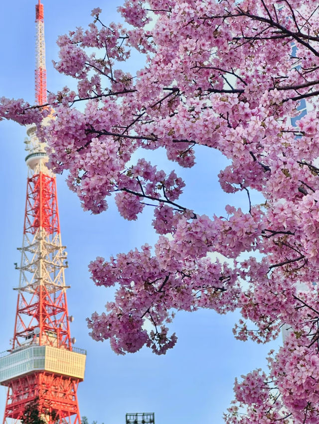 春日絢爛：東京櫻花季的夢幻之旅