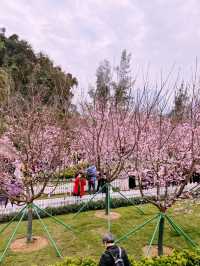 🌸 東涌櫻花園：必去的粉紅夢幻之地 🌸