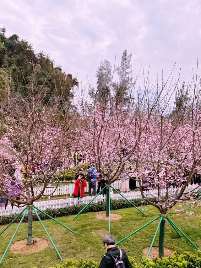 🌸 東涌櫻花園：必去的粉紅夢幻之地 🌸