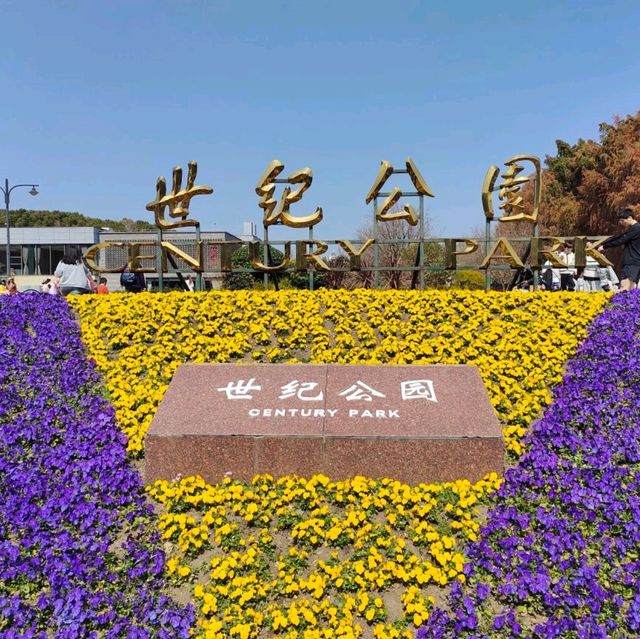 The Beauty of Plum blossoms in March on Century Park Shanghai 世紀公園