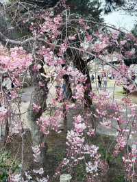 京都渡月橋的櫻花夢幻之旅🌸