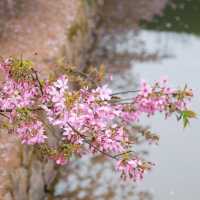 復興公園：在“櫻花盛開的日子裡，心情也跟著綻放” 🌸😊
