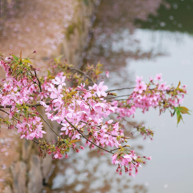復興公園：在“櫻花盛開的日子裡，心情也跟著綻放” 🌸😊