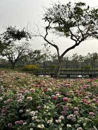 🌳🌸 สวนหลวง ร.9: สวนสวย บรรยากาศดี 