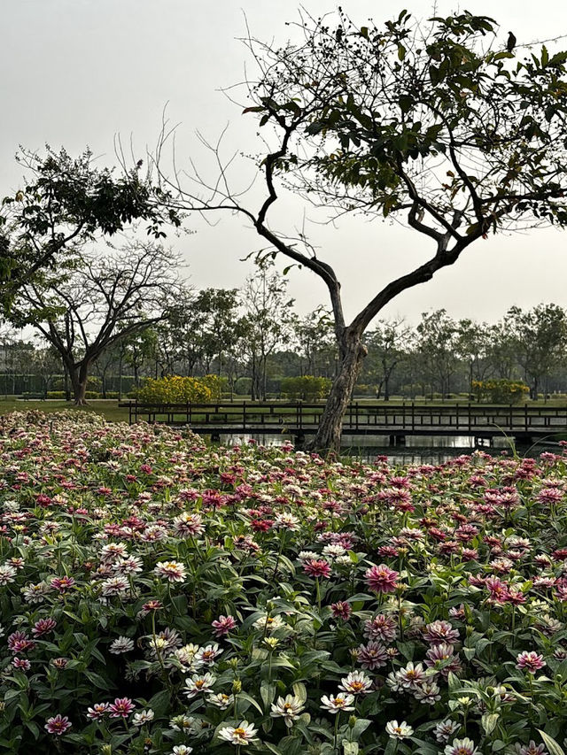 🌳🌸 สวนหลวง ร.9: สวนสวย บรรยากาศดี 
