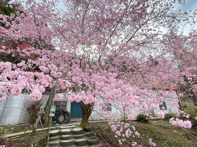 恩愛農場賞櫻美景