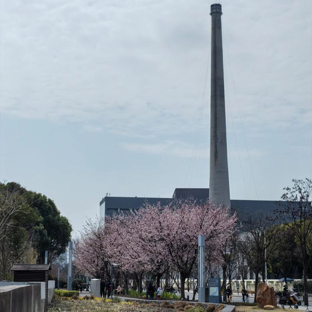 八坦路公園·櫻花路上的春日漫遊