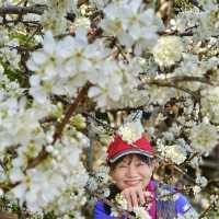 櫻花加油喔！李花太會搶鏡頭了