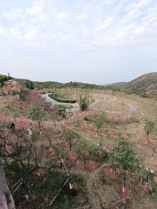 深圳賞櫻：小三洲塘北部醉櫻亭櫻花情況