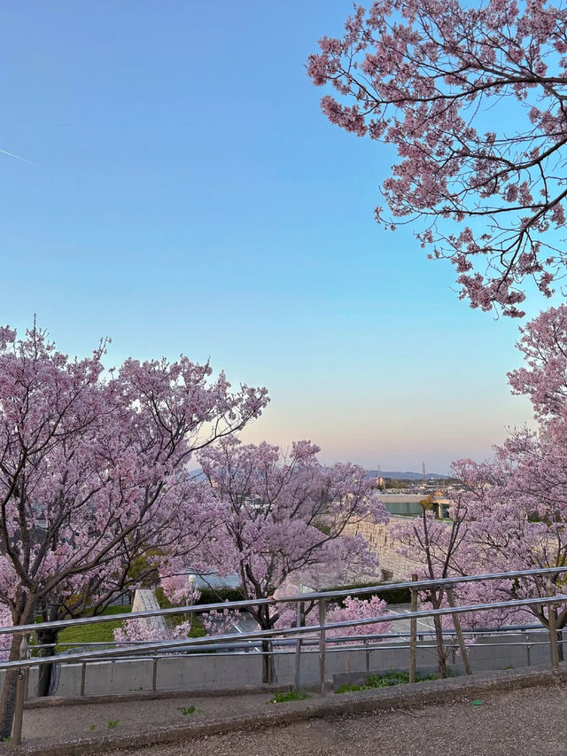 🇯🇵 大阪 | 冷門賞櫻地- 狹山池公園 🌸