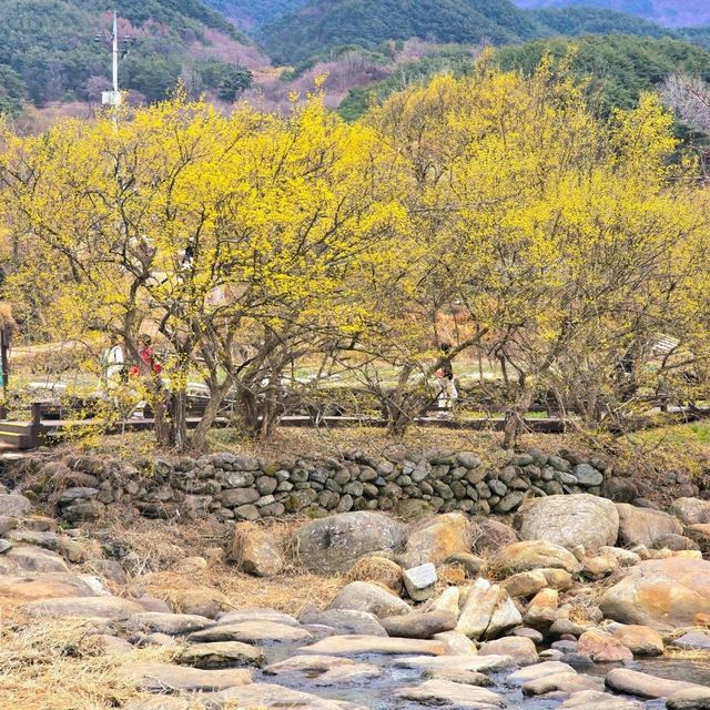 노란 물결 몰아치는 시골마을