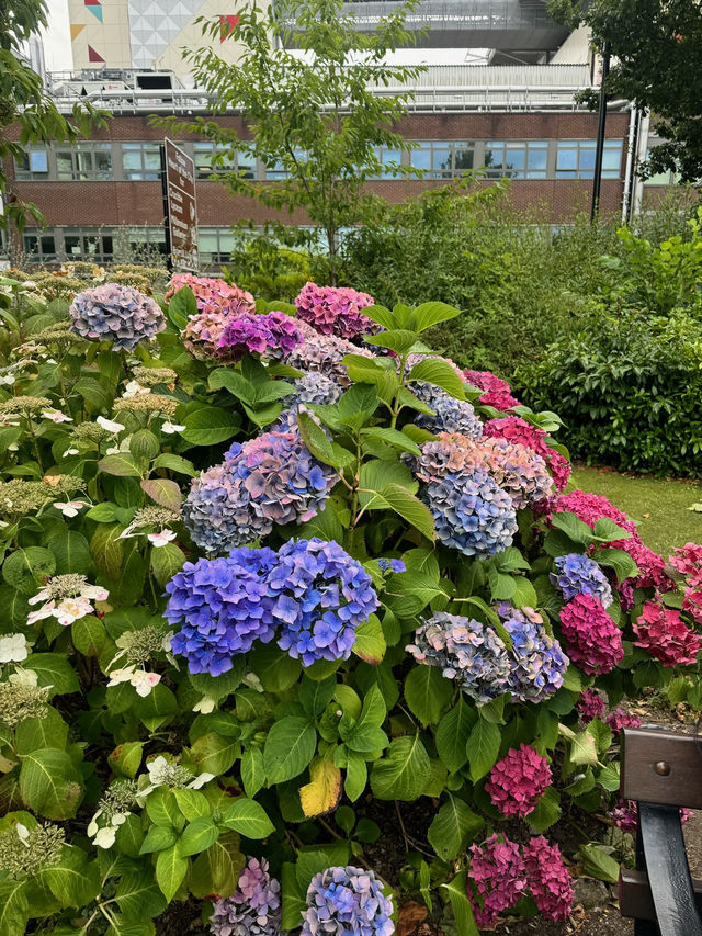Blooming at Weston Park Museum Garden