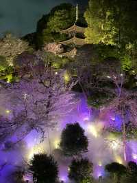【東京×椿山荘】ライトアップで浮かび上がる夜桜雲海