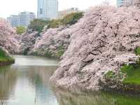 【東京】都内随一の桜の名所！旧江戸城お濠の「千鳥ヶ淵」