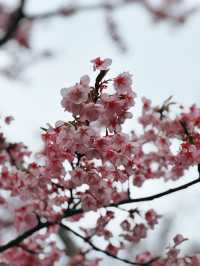 🌸 Sakura Blooming at Shinjuku Gyoen National Garden 🌸