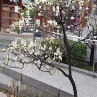 Mid February viewed of cherry blossoms along Kyushu & Tokyo streets.