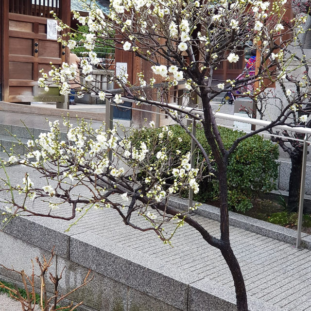 Mid February viewed of cherry blossoms along Kyushu & Tokyo streets.