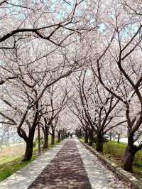 釜山櫻花盛宴：春日粉色浪漫之旅 🌸✨