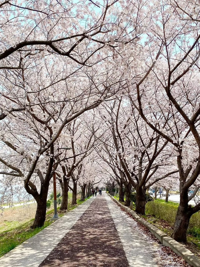 釜山櫻花盛宴：春日粉色浪漫之旅 🌸✨