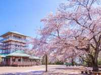 Chasing Sakura at Ikuta Ryokuchi Park