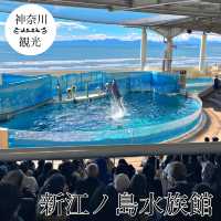 江ノ島の定番観光スポットえのすい