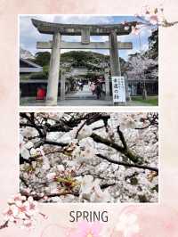 福岡櫻花入圍全國100選之地😍