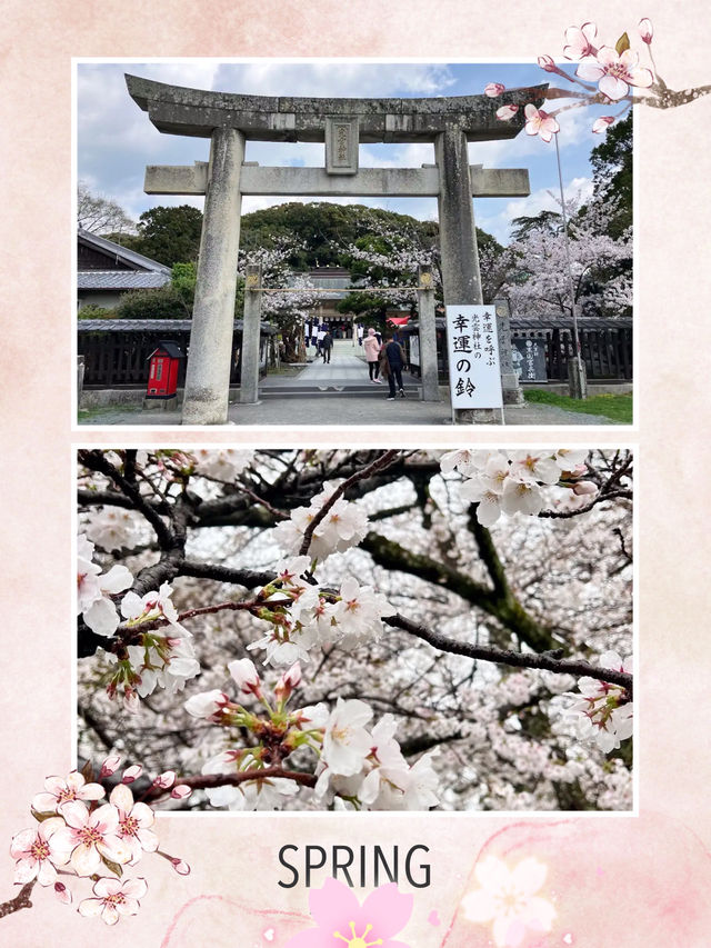 福岡櫻花入圍全國100選之地😍