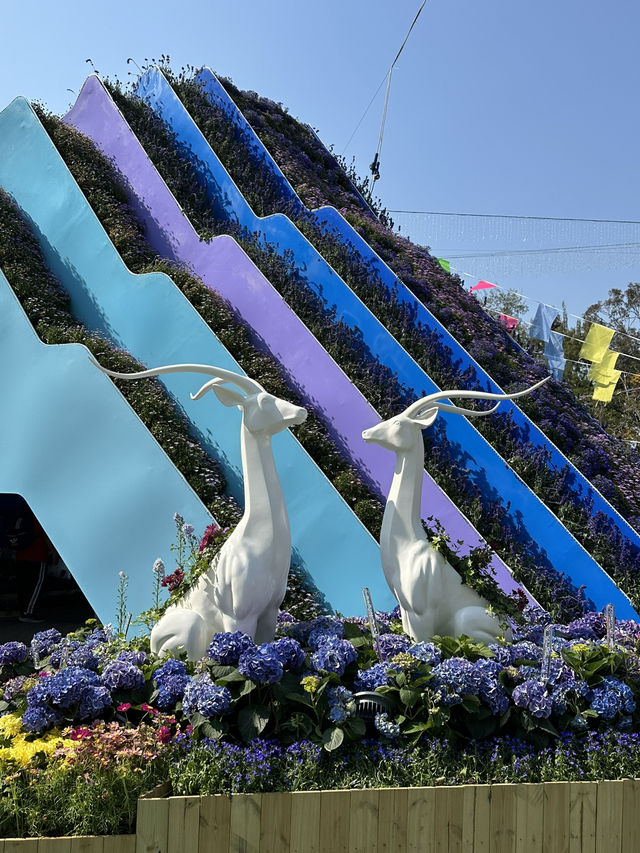 百花齊放的香港花卉展覽2025🥰😘😍💐🌺🪻🌸🌻🌞