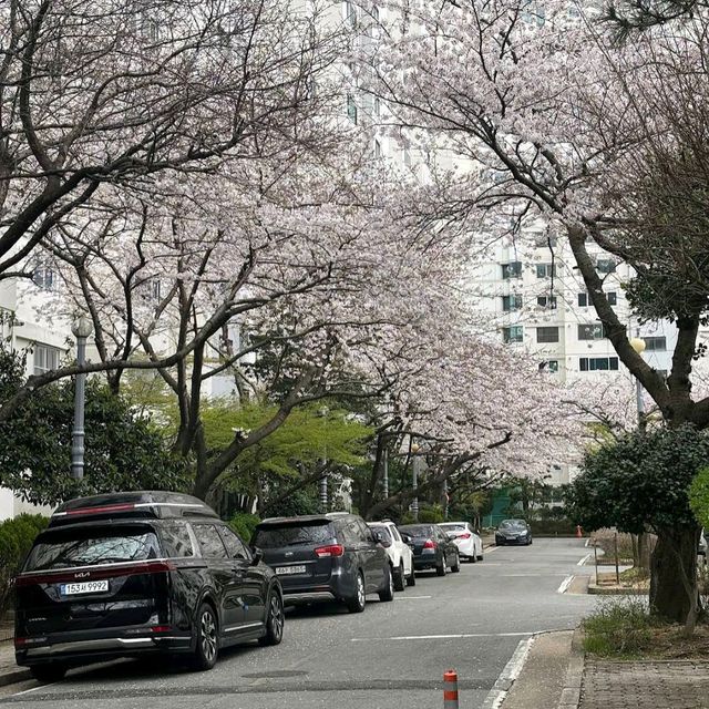 海云台Dalmaji路樱花