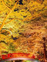 京都の紅葉名所10選 🍁✨