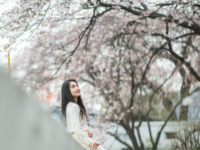 벚꽃 사진 찍기 좋은 곳