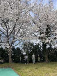 제주 숨겨진 벚꽃명소, 여기에요🌸