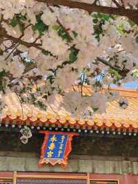 Spring Blossom Map of Beijing 🌸