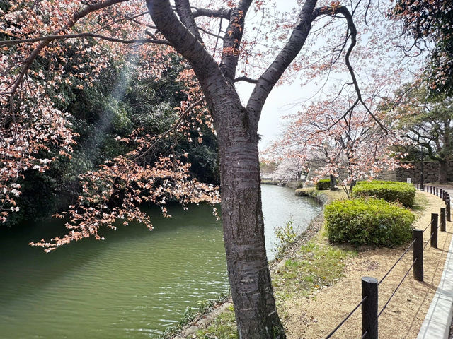 滿山遍野的櫻花城～姬路城❤️
