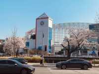 Yuseong's Sunny Spectacle: A Cherry Blossom Dreamscape in Full Glory