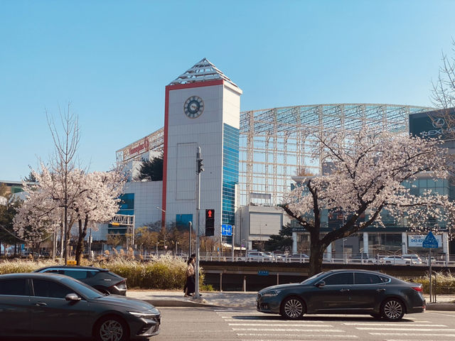 Yuseong's Sunny Spectacle: A Cherry Blossom Dreamscape in Full Glory