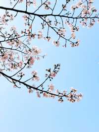 봄엔 벚꽃을 보러 떠나보세요!!😀😀