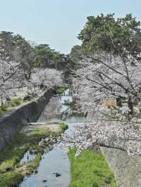 【兵庫/夙川】「さくら名所100選」に選ばれた桜の名所🌸