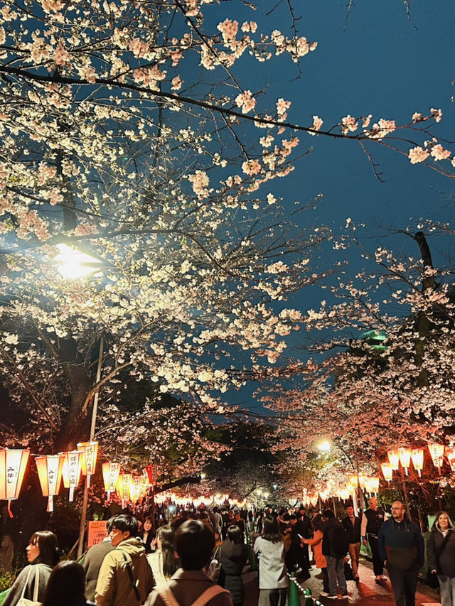 都内屈指のお花見名所🌸上野恩賜公園で春満喫！