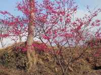 🌸** 山林自然景觀與櫻花浪漫的美麗步道**🌸