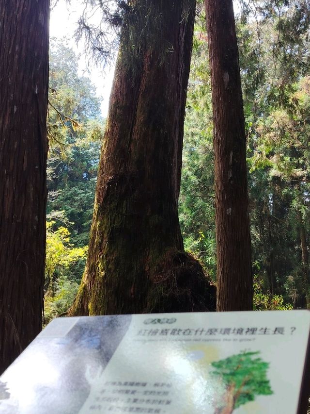 ไปดูต้นไม้ 3 ช่วงอายุ รถไฟ Alishan 