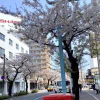 Spring Breeze in Goryokaku Park Hakodate