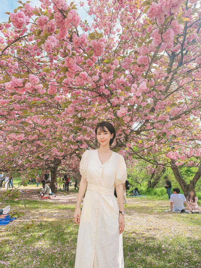 2주 후에 볼 수 있는 경주 겹벚꽃 🌸🌸