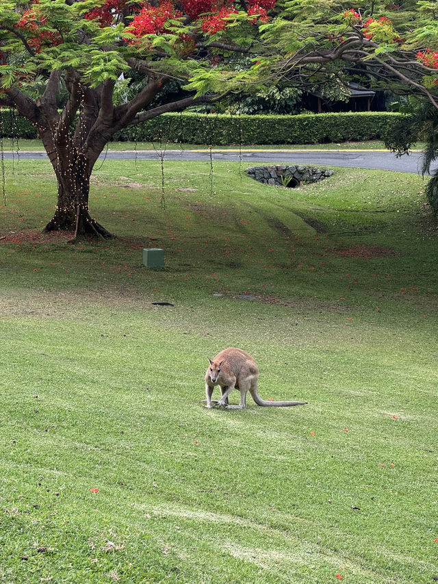 🇦🇺Hamilton Island✨澳洲人的後花園✨