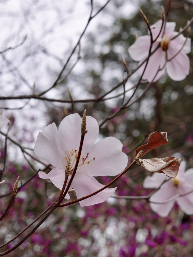 📍川治温泉 湯けむりの里 柏屋/栃木県