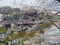 Nara Park, Japan - a Haven for Cherry Blossoms