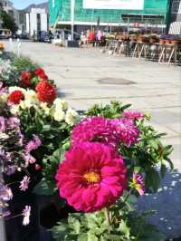 LOFOTEN IN BLOOM