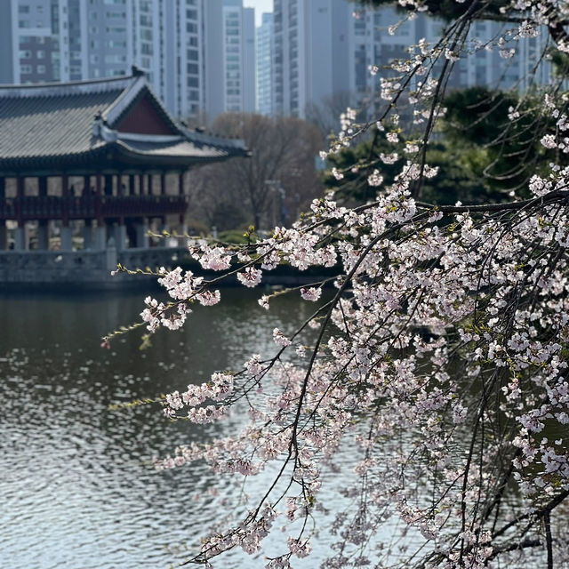 분당 중앙공원