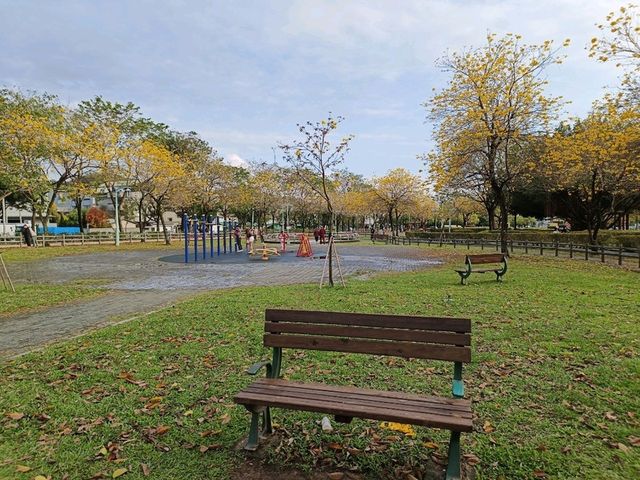 金黃花海迎春光，廍子公園黃花風鈴木花季盛宴。