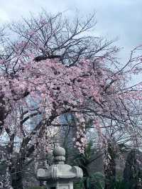 【春の夜の東京港区芝地区　田町-増上寺-東京タワー,芝公園-聖オルバン教会-麻布台、神谷町までシティウォーク。】 